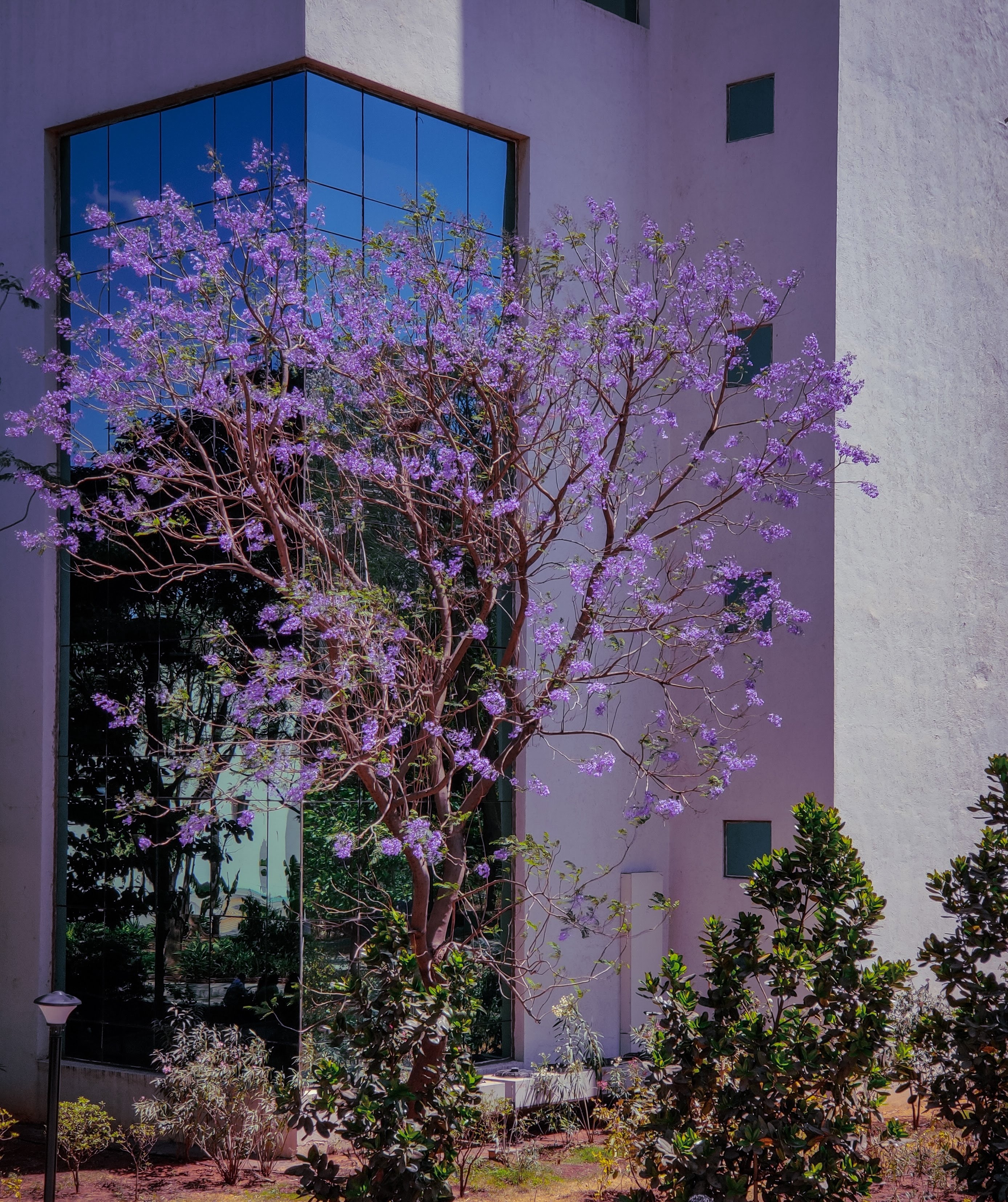 Jacaranda tree