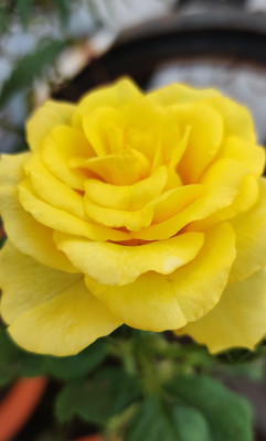 Yellow Rose
