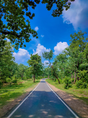 Road Through Trees