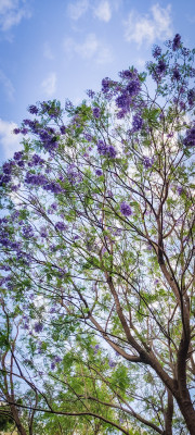 Jacaranda tree